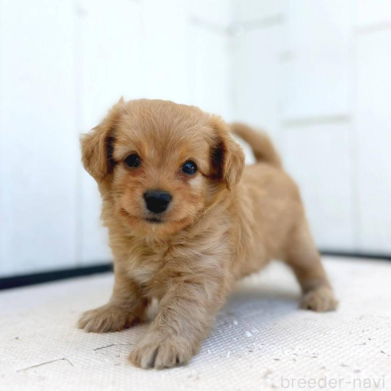 成約済の茨城県のチワプー:チワワ×トイプードル-416281の2枚目