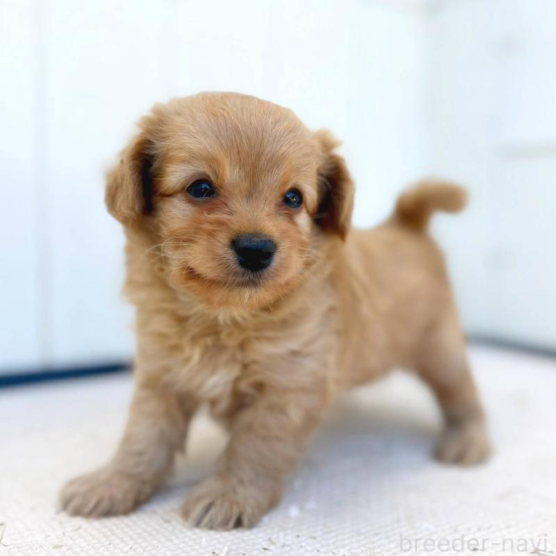 成約済の茨城県のチワプー:チワワ×トイプードル-416281の3枚目