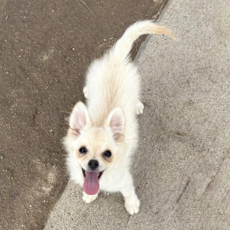 販売中の茨城県のポメチワ:ポメラニアン×チワワ-396487の36枚目