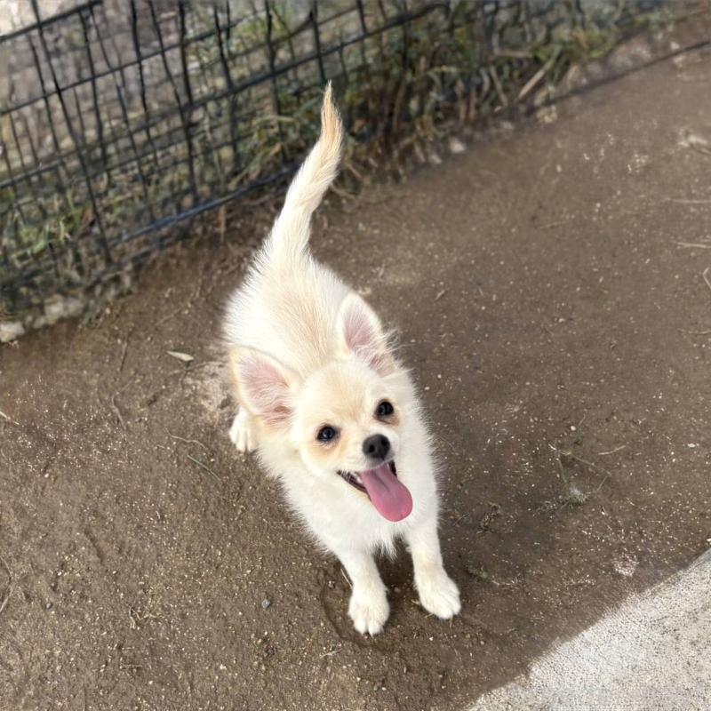 販売中の茨城県のポメチワ:ポメラニアン×チワワ-396487の34枚目