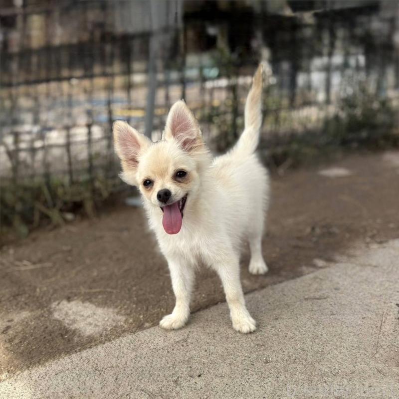 販売中の茨城県のポメチワ:ポメラニアン×チワワ-396487の32枚目