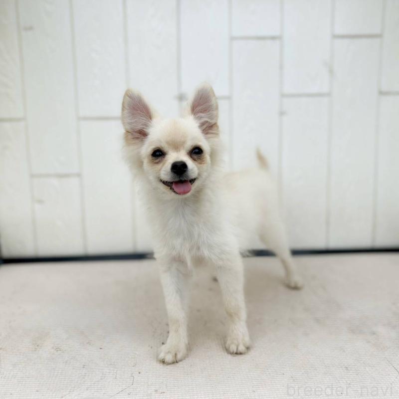 販売中の茨城県のポメチワ:ポメラニアン×チワワ-396487の33枚目