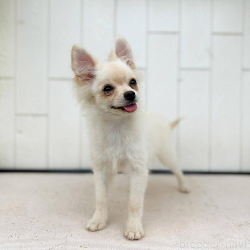 販売中の茨城県のポメチワ:ポメラニアン×チワワ-396487の31枚目