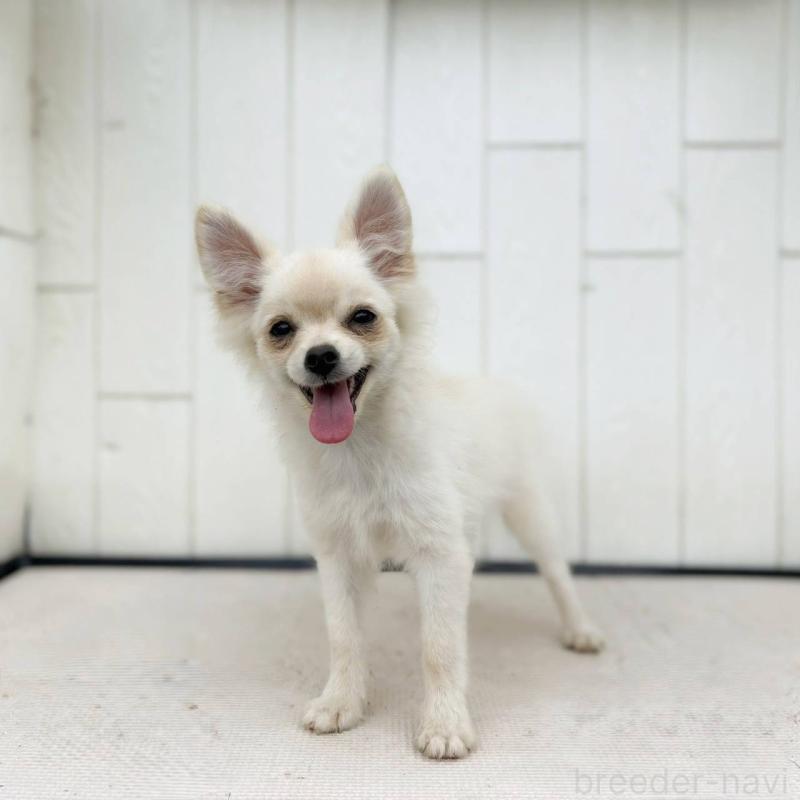 販売中の茨城県のポメチワ:ポメラニアン×チワワ-396487の30枚目