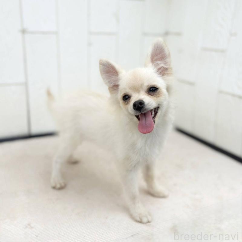 販売中の茨城県のポメチワ:ポメラニアン×チワワ-396487の29枚目