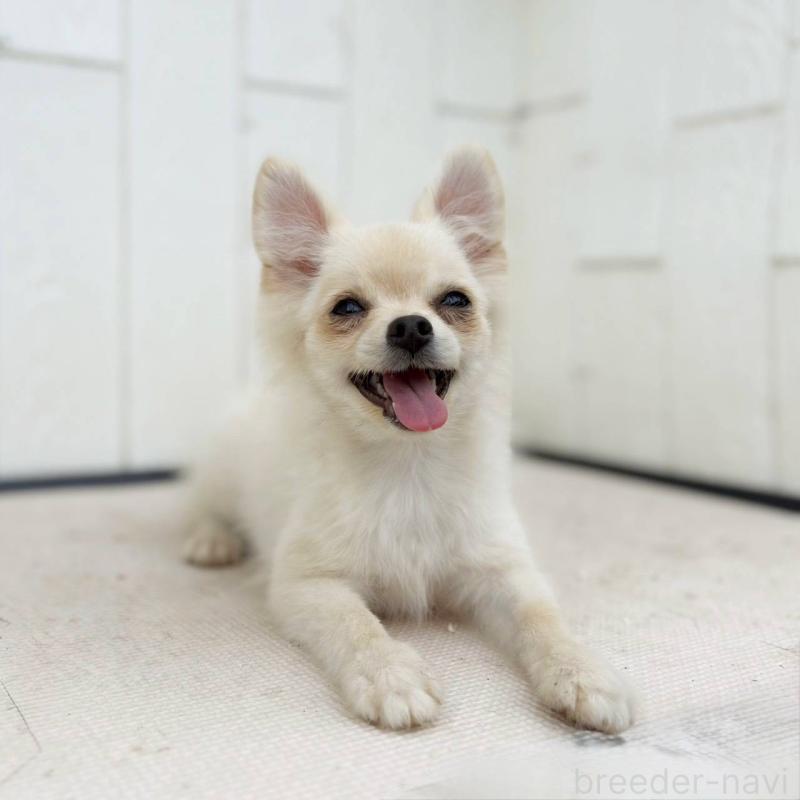 販売中の茨城県のポメチワ:ポメラニアン×チワワ-396487の28枚目