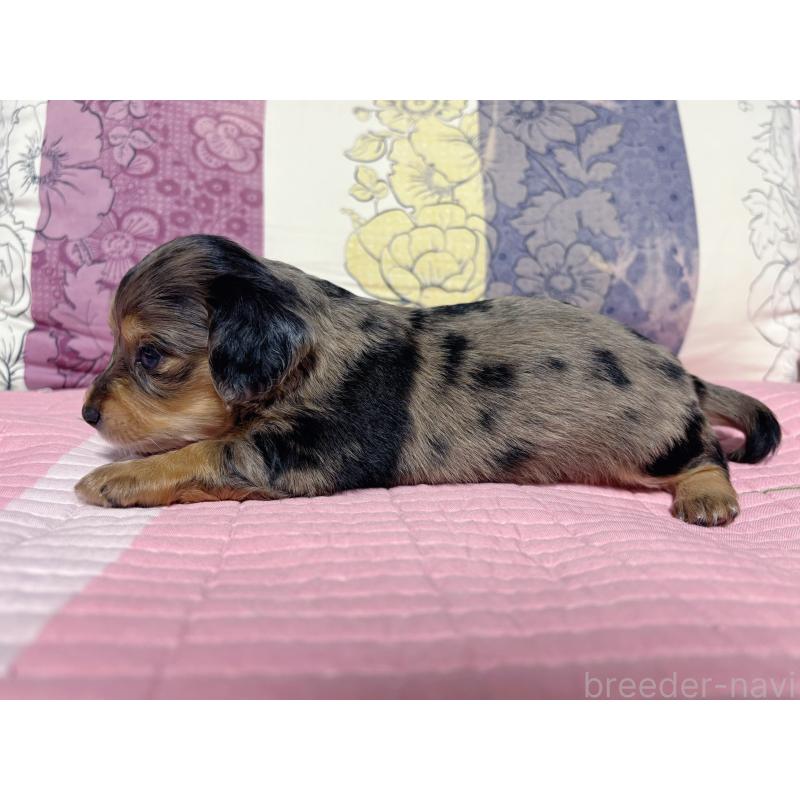 販売中の愛知県のチワックス:チワワ×ミニチュアダックスフンド-418191の2枚目