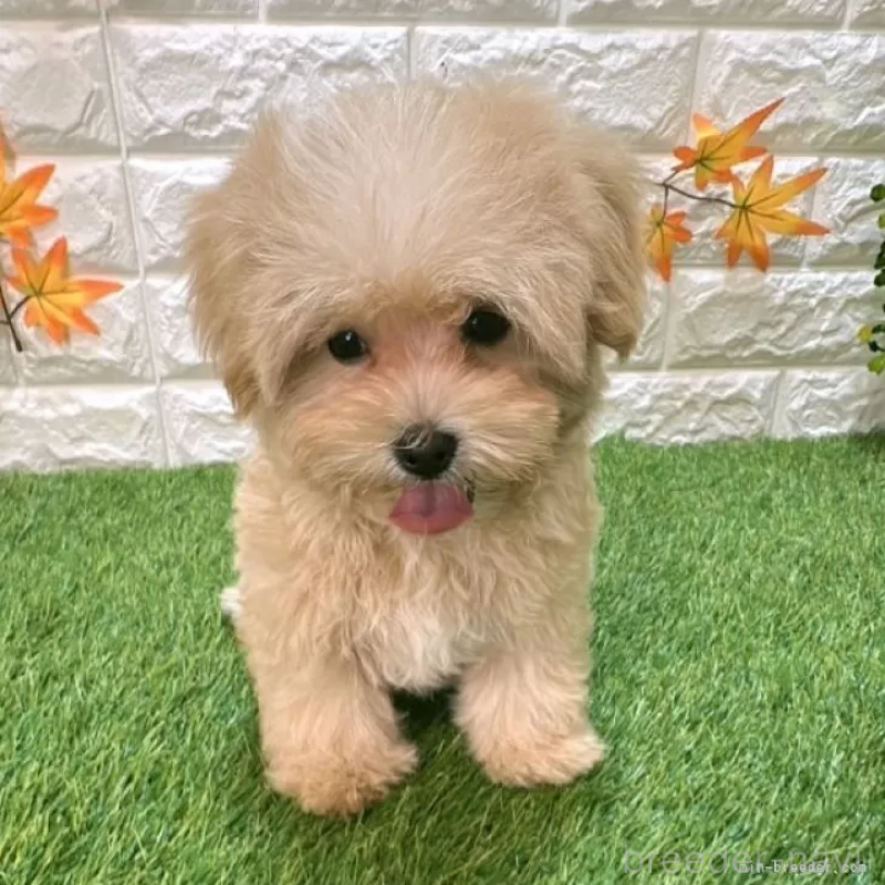 成約済の愛知県のマルプー:マルチーズ×トイプードル-413712