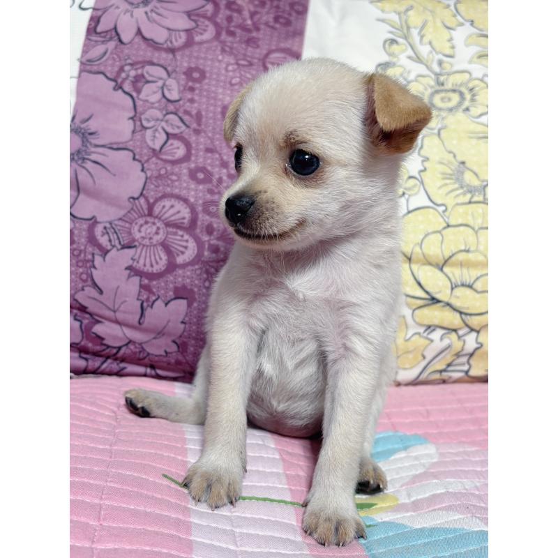 販売中の愛知県のミックス犬-418194の3枚目