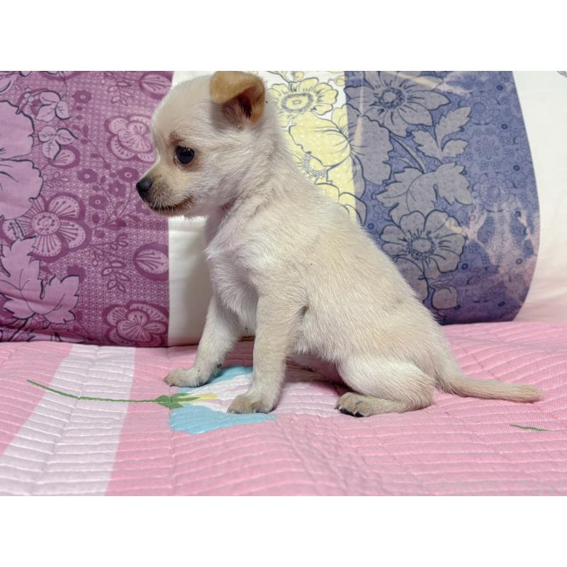 販売中の愛知県のミックス犬-418194の2枚目