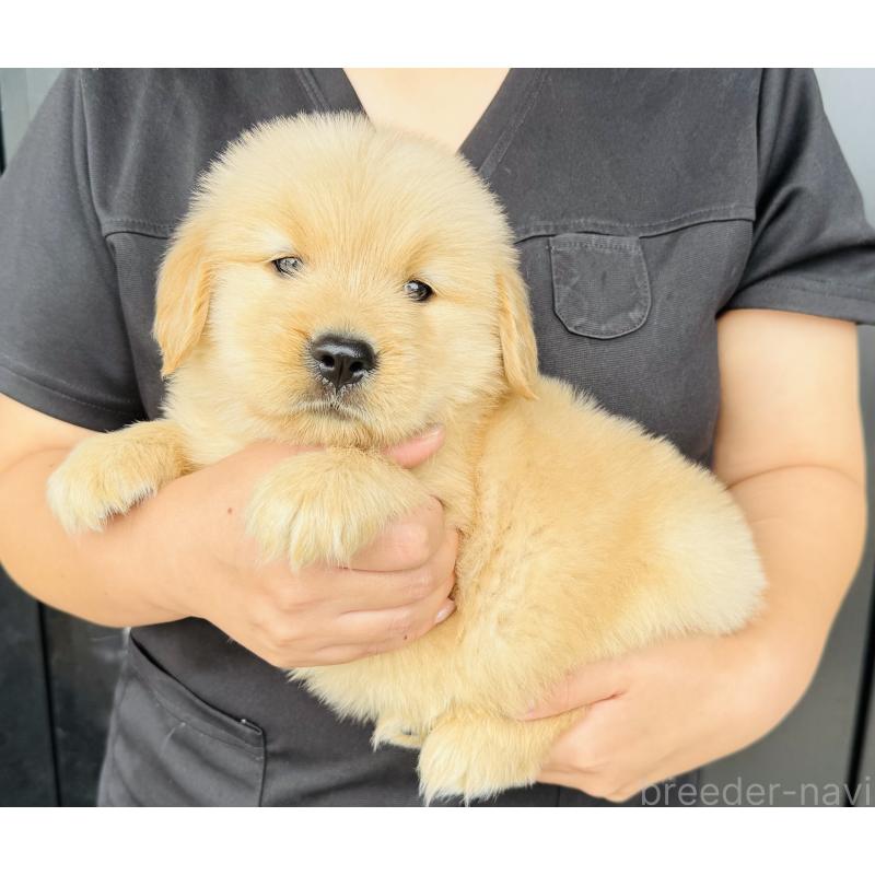 販売中の徳島県のゴールデンレトリーバー-418201の3枚目
