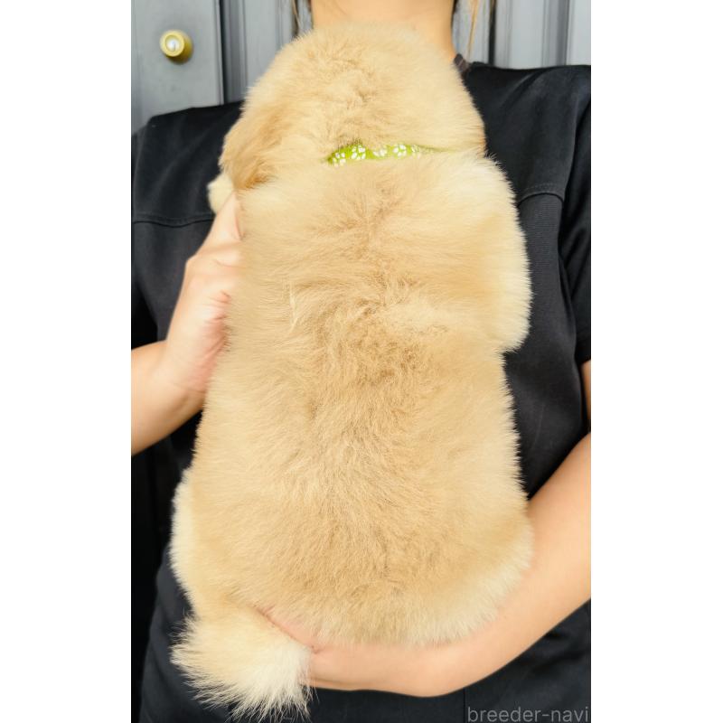 販売中の徳島県のゴールデンレトリーバー-418201の2枚目