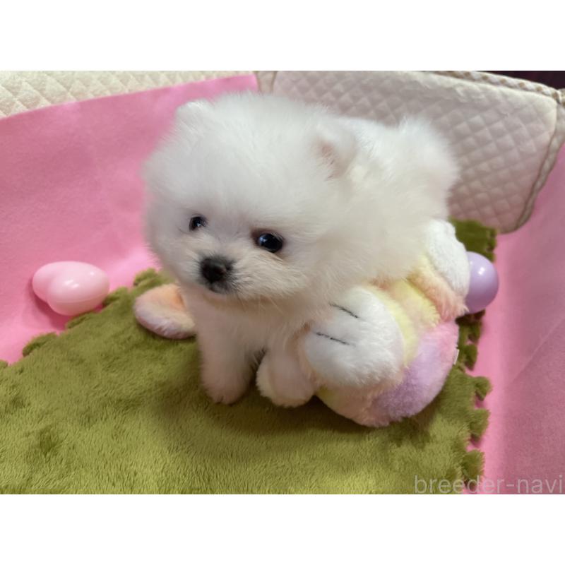 成約済の岐阜県のポメラニアン-415417の5枚目