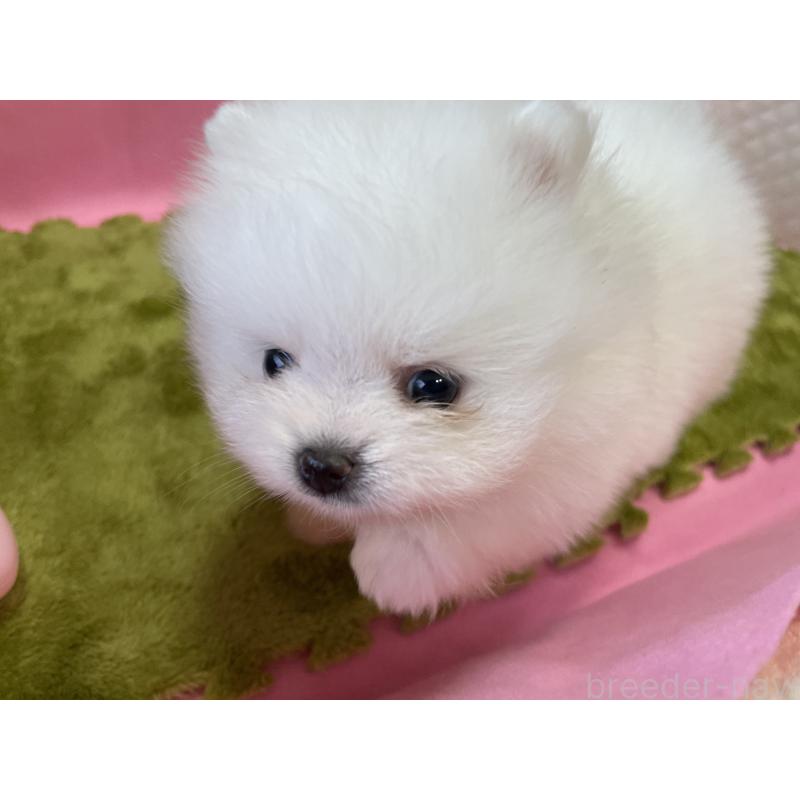成約済の岐阜県のポメラニアン-415417の4枚目