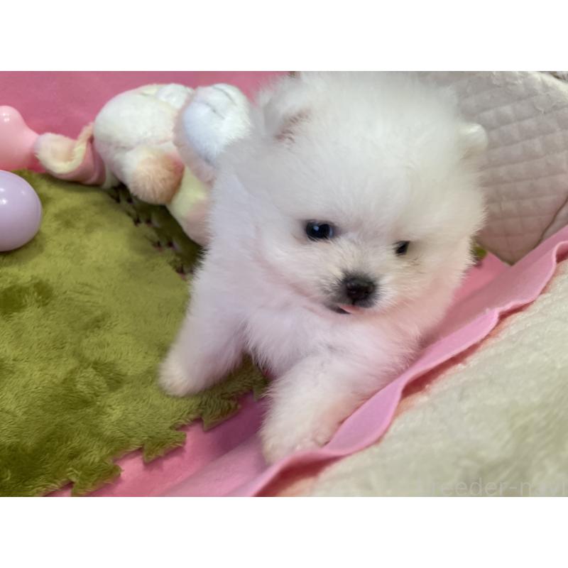 成約済の岐阜県のポメラニアン-415417の3枚目