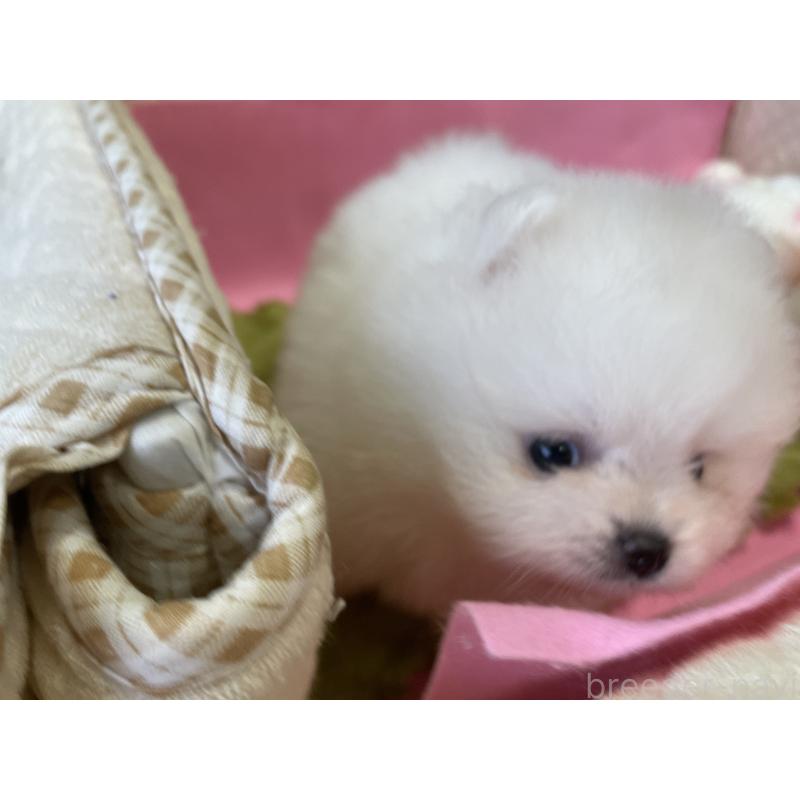 成約済の岐阜県のポメラニアン-415417の2枚目