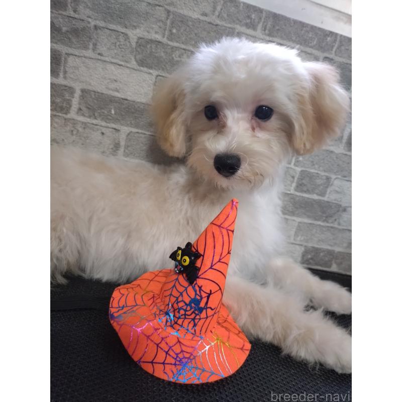 商談中の福岡県のマルプー:マルチーズ×トイプードル-396605の2枚目