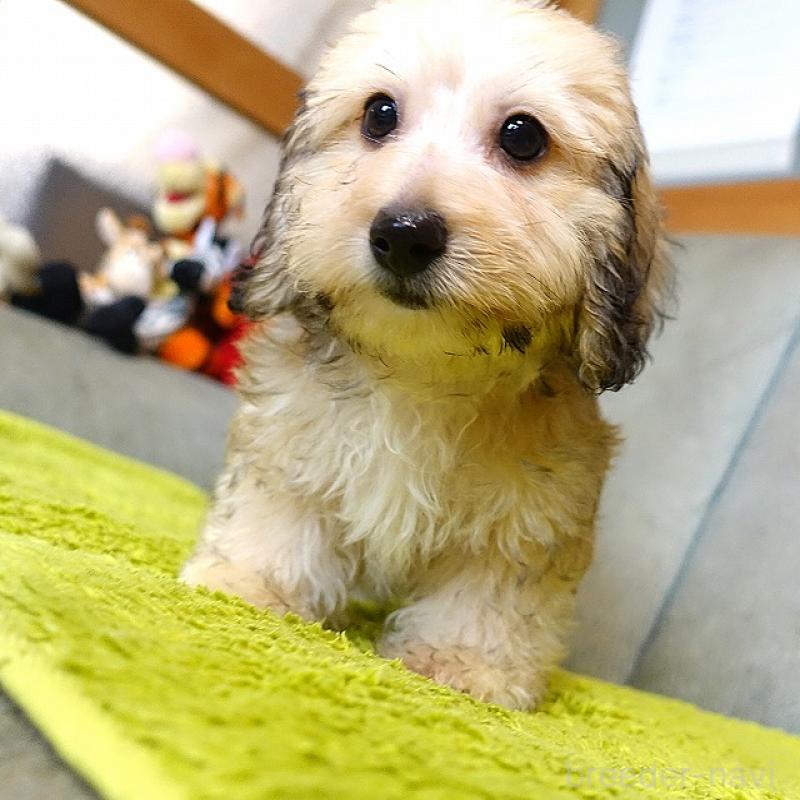 販売中の熊本県のダップー:ミニチュアダックスフンド×トイプードル-418207の6枚目