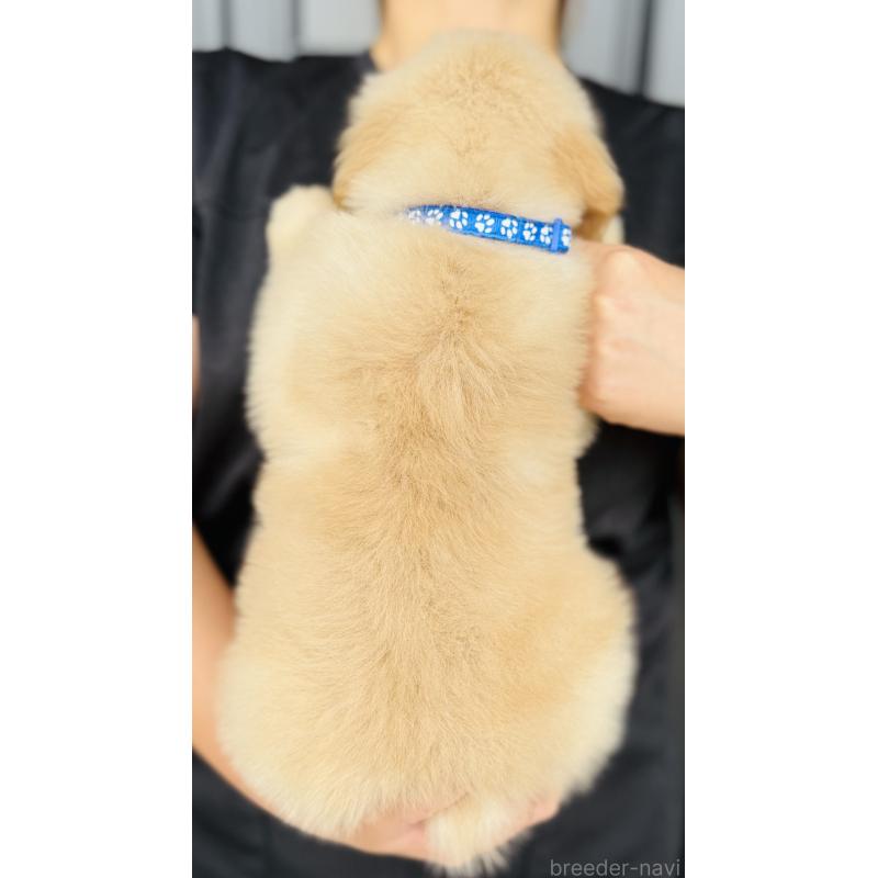 販売中の徳島県のゴールデンレトリーバー-418206の2枚目