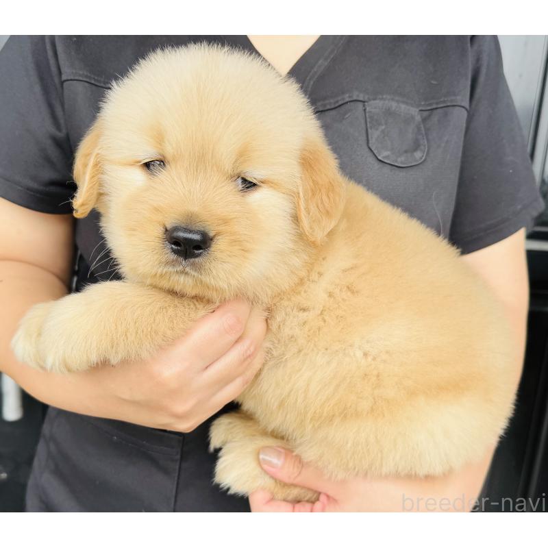 販売中の徳島県のゴールデンレトリーバー-418208の3枚目
