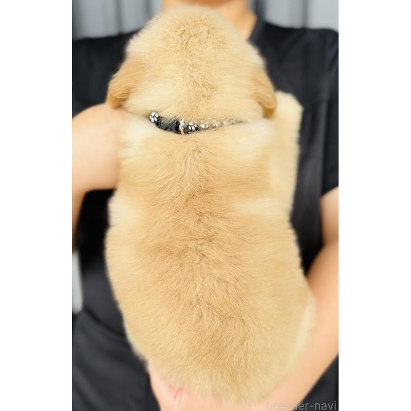 販売中の徳島県のゴールデンレトリーバー-418208の2枚目