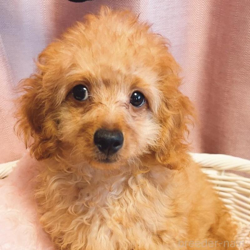販売中の千葉県のトイプードル-418219