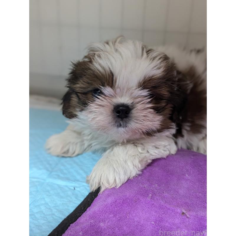 成約済の愛知県のシーズー-414245の4枚目