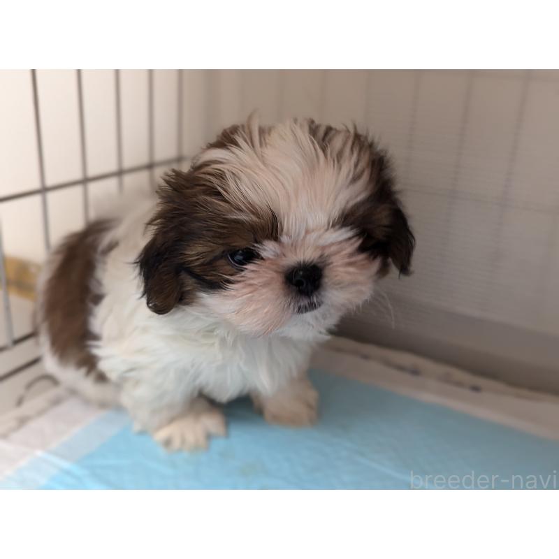 成約済の愛知県のシーズー-414245の3枚目