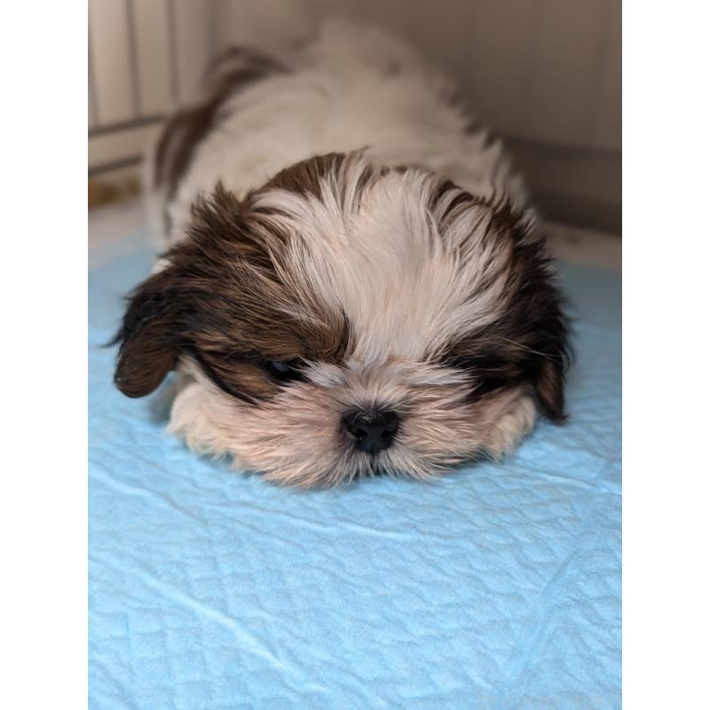 成約済の愛知県のシーズー-414245の2枚目