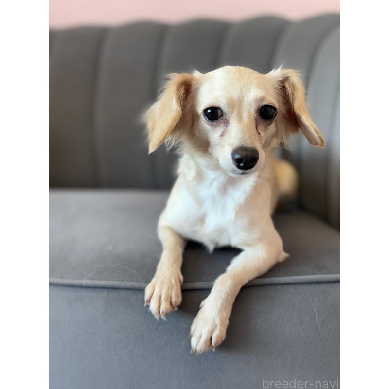 販売中の山形県のミックス犬-418222の1枚目