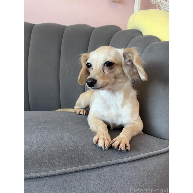 販売中の山形県のミックス犬-418222の3枚目