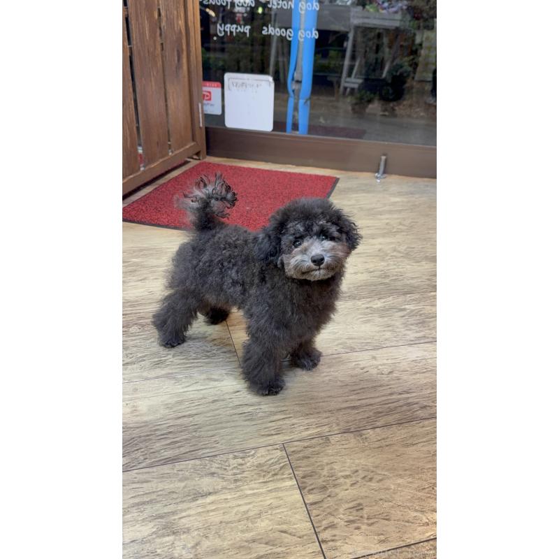 成約済の東京都のタイニープードル-408408の6枚目