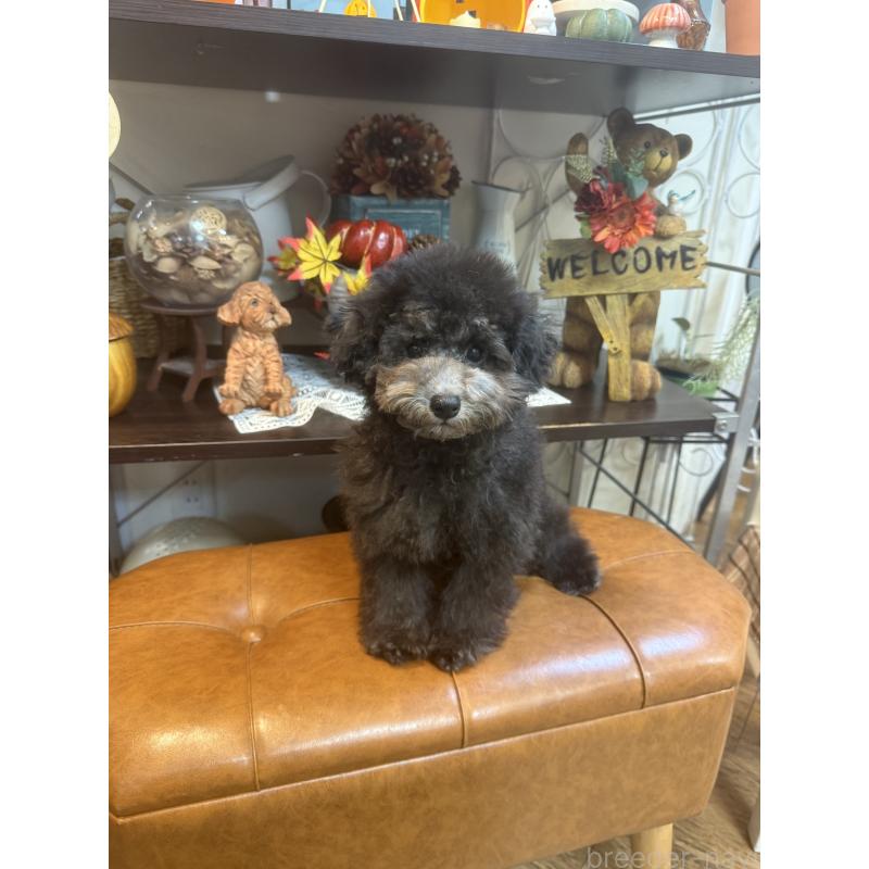 成約済の東京都のタイニープードル-408408の5枚目