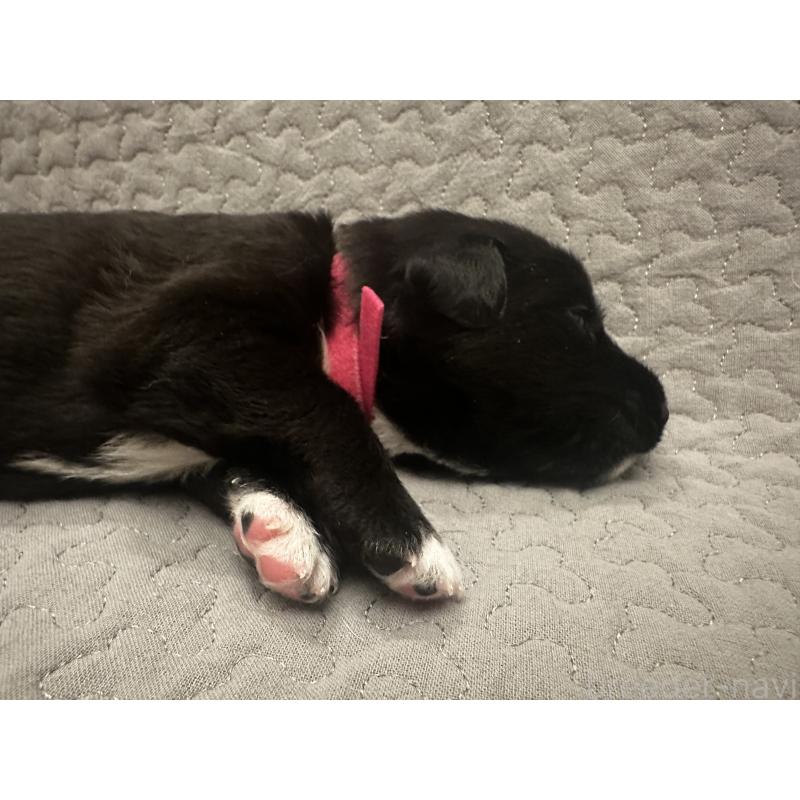 販売中の栃木県のミックス犬-418223の5枚目