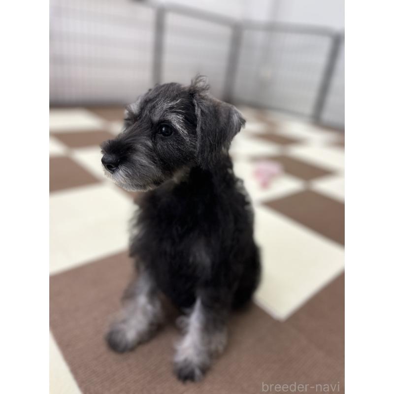 成約済の埼玉県のミニチュアシュナウザー-407941の19枚目