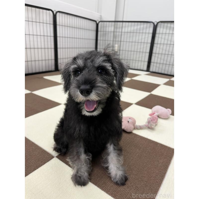 成約済の埼玉県のミニチュアシュナウザー-407941の18枚目