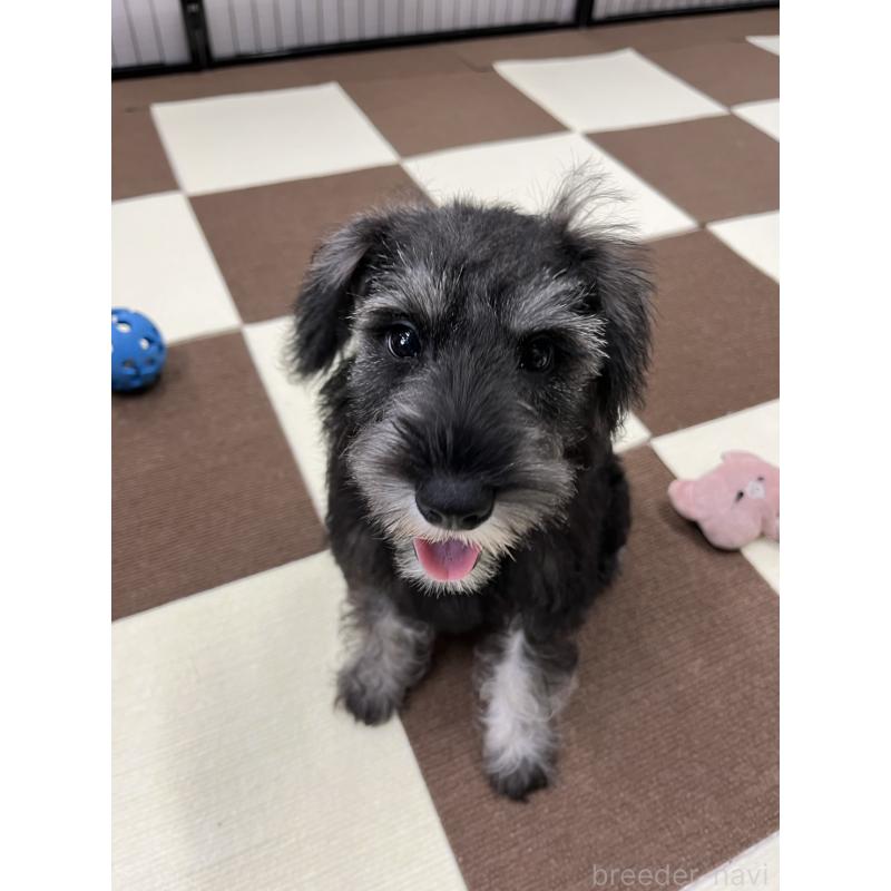 成約済の埼玉県のミニチュアシュナウザー-407941の17枚目