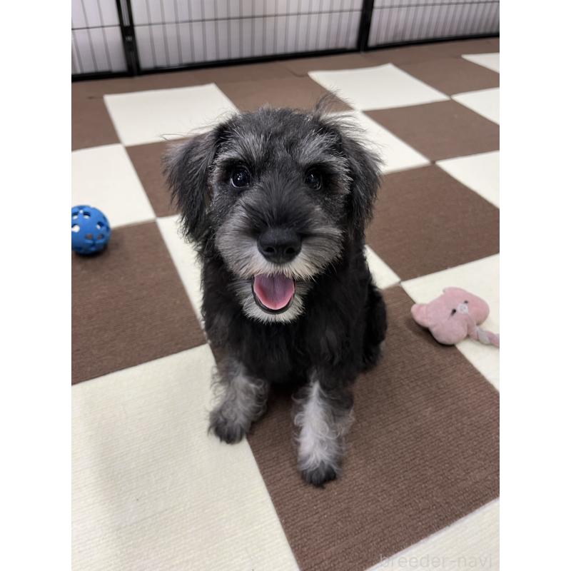 成約済の埼玉県のミニチュアシュナウザー-407941の16枚目