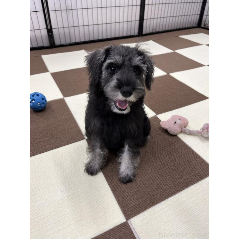 成約済の埼玉県のミニチュアシュナウザー-407941の14枚目