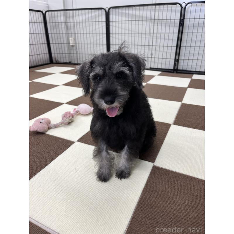 成約済の埼玉県のミニチュアシュナウザー-407941の12枚目