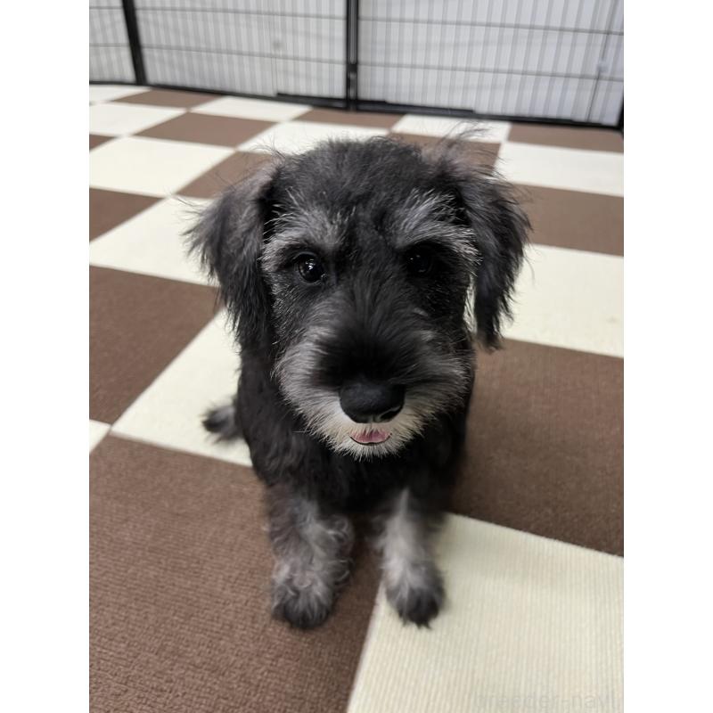 成約済の埼玉県のミニチュアシュナウザー-407941の11枚目