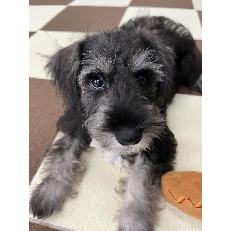 成約済の埼玉県のミニチュアシュナウザー-407941の10枚目