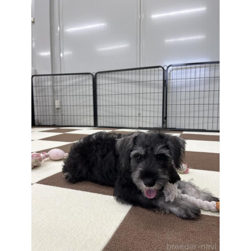 成約済の埼玉県のミニチュアシュナウザー-407941の8枚目