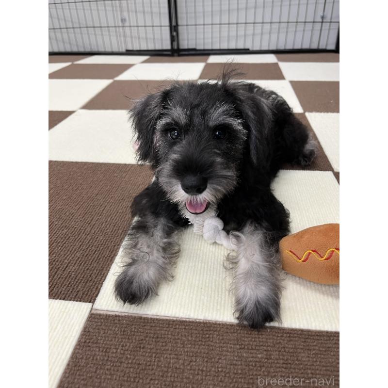 成約済の埼玉県のミニチュアシュナウザー-407941の7枚目