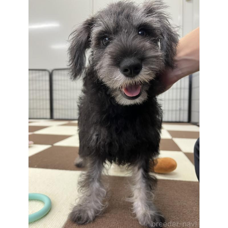 成約済の埼玉県のミニチュアシュナウザー-407941の6枚目