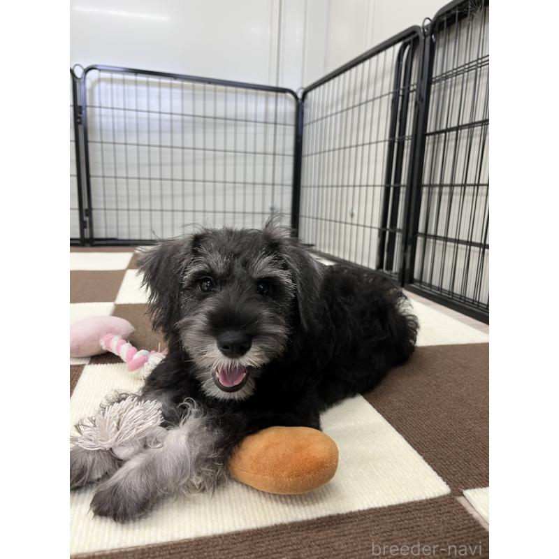 成約済の埼玉県のミニチュアシュナウザー-407941の5枚目