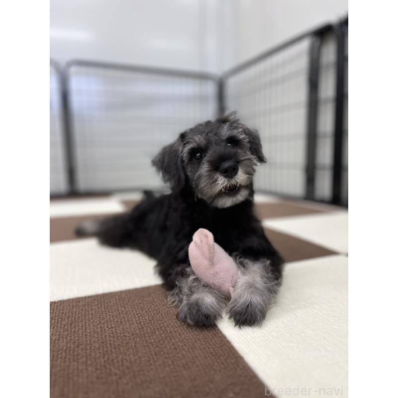 成約済の埼玉県のミニチュアシュナウザー-407941の4枚目