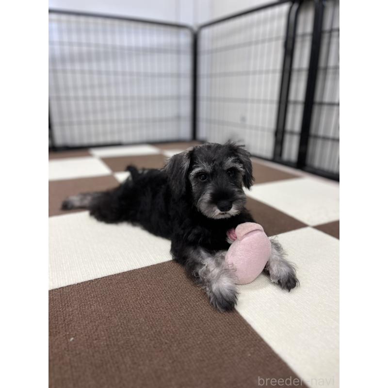 成約済の埼玉県のミニチュアシュナウザー-407941の3枚目