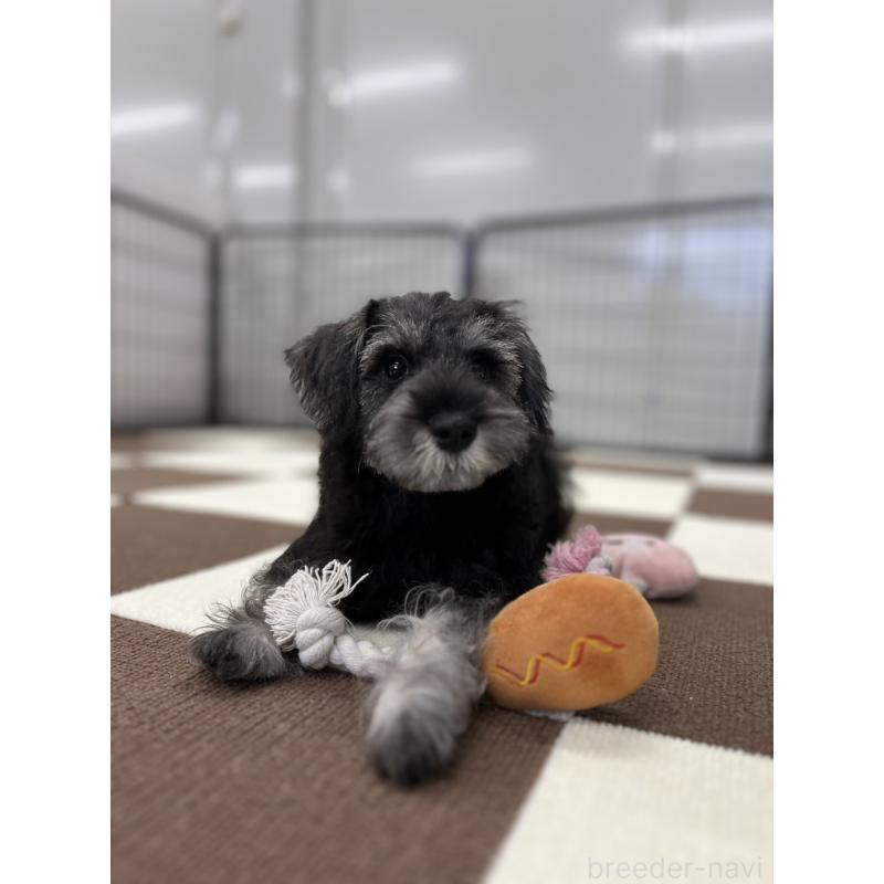 成約済の埼玉県のミニチュアシュナウザー-407941の2枚目