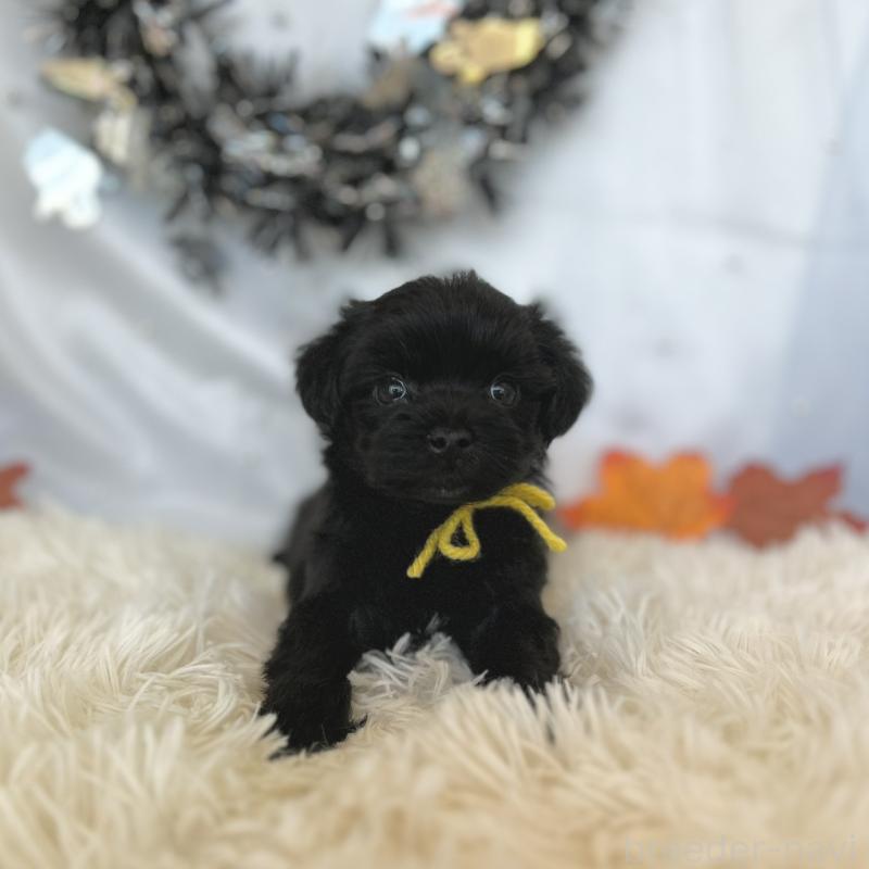 販売中の愛知県のマルキー:マルチーズ×ヨークシャーテリア-418227の3枚目